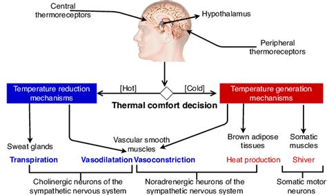 Human Temperature Regulation に対する画像結果