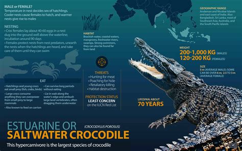 Saltwater Crocodile Facts: Size, Bite Force, Habitat | RoundGlass | Sustain