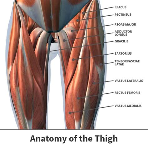 Image result for Strained Thigh Muscle