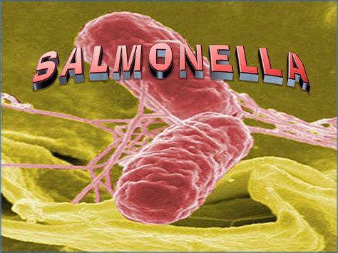 Image result for Salmonella On MacConkey Agar