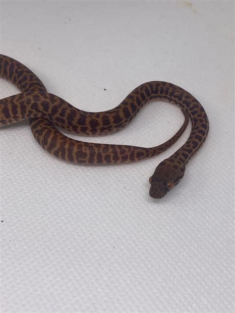 Image result for Stimson Python T+ Morphs