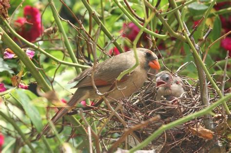 How to Build a Cardinal Nest に対する画像結果