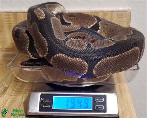 8 Week Old Ball Python Size に対する画像結果