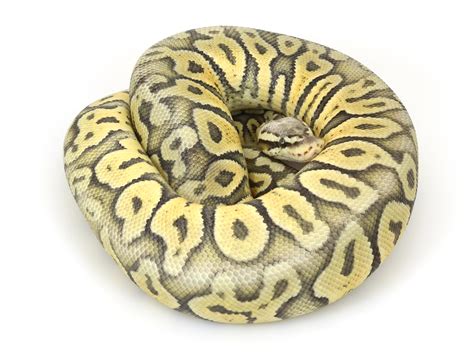 Image result for Grey Ghost Ball Python