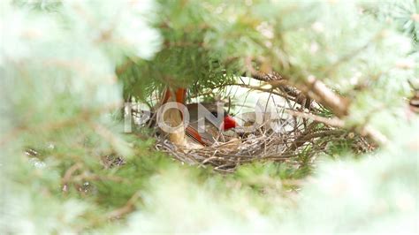 How to Build a Cardinal Nest に対する画像結果