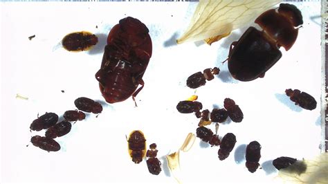 Insect Feature Extraction Dataset に対する画像結果