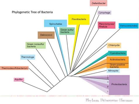 PPT - Phylogenetic Tree of Bacteria PowerPoint Presentation, free ...