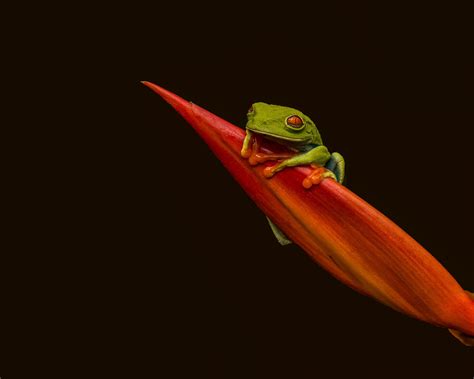 Image result for What Is a Red Eyed Tree Frog