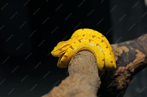 Image result for Red Baby Green Tree Python