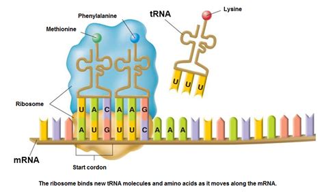 Image result for Protein Synthesis Codon