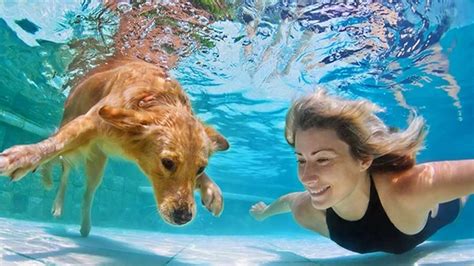 Image result for Swimming Pool Salt Water System