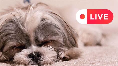 Image result for Dogs On a Video Call Meme