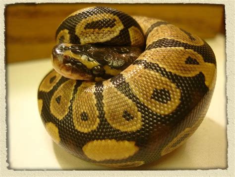 Image result for Snake Curl Up Python
