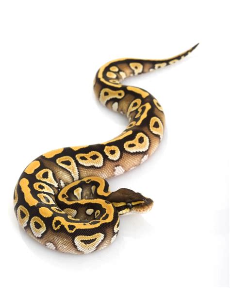 Image result for Spiratic Pattern Ball Python