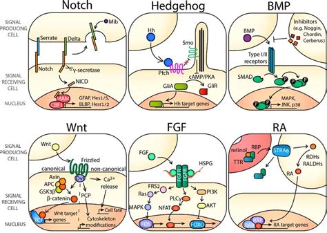 Image result for Notch 2 Signal Pathway