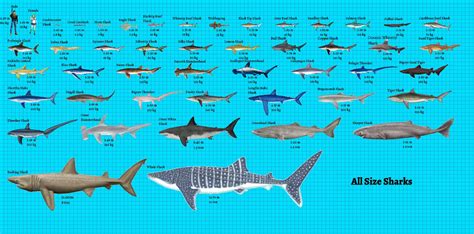 Image result for Different Size Sharks