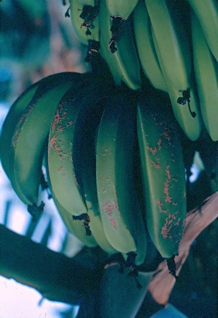 Image result for Banana Leaf Moth