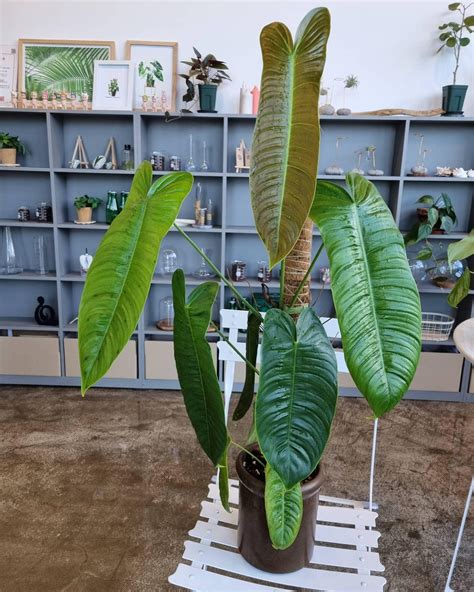 Classification of Plnt에 대한 이미지 결과