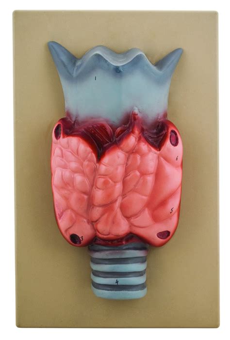 Thyroid Lab Model に対する画像結果