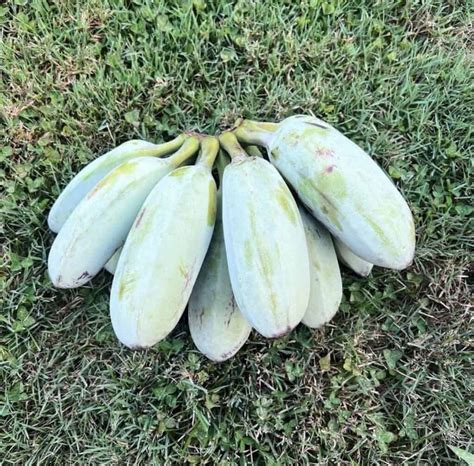 Blue Java Banana Fruit Color Chart に対する画像結果