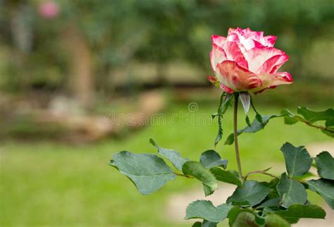 Image result for Single Rose in a Field