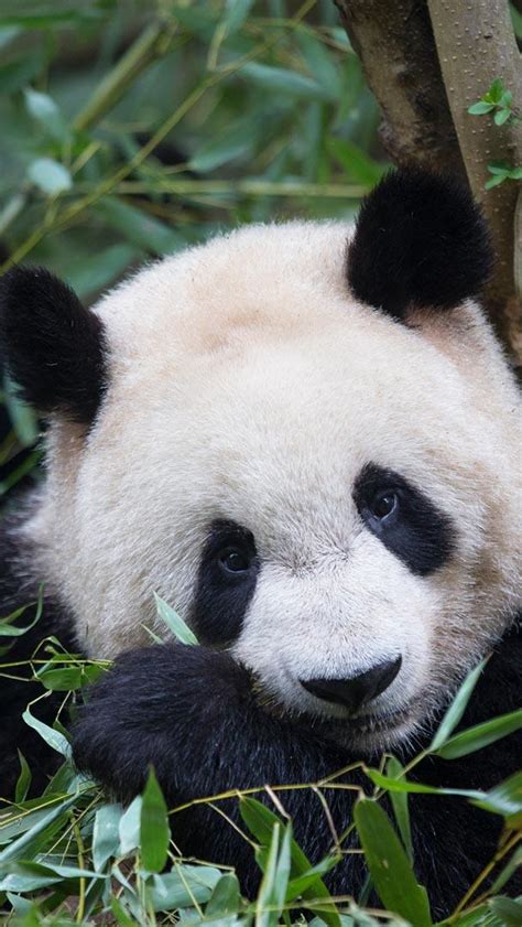 Panda Roux に対する画像結果