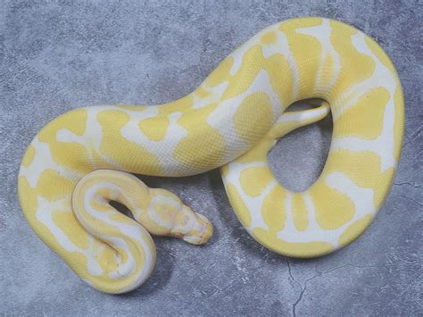 Image result for True Albino Ball Python