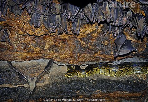 Image result for Acbar Snake Python