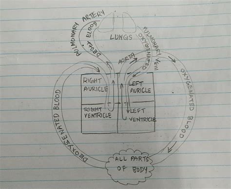 Image result for Life Processes Heart Diagram Class 10
