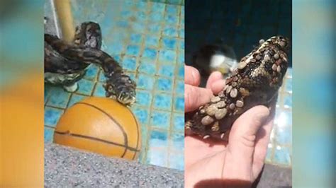 Toradh íomhá ar Python Snake with Ticks