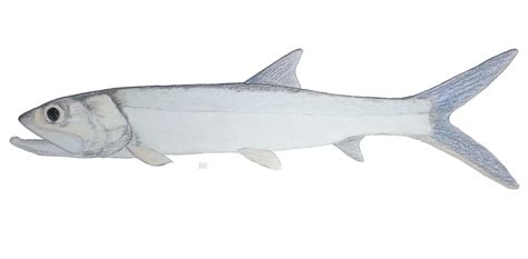 Image result for Random Name Picker Fish