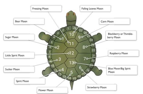 Toradh íomhá ar Turtle Shell Calendar
