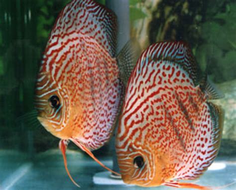 Discus Fish Store に対する画像結果