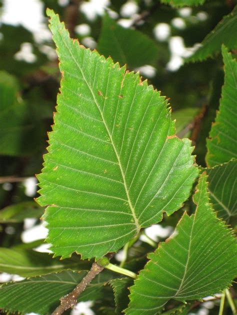 Image result for Ceder Blad