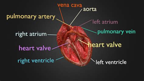 Bildergebnis für Anatomy of Heart Animation