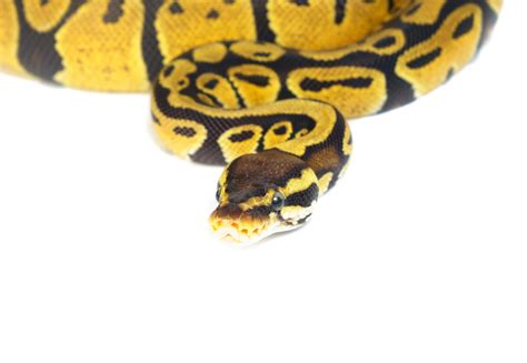 Ball Python White Coiled に対する画像結果