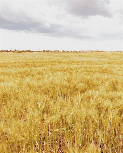 Image result for Plantin Field