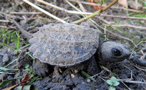 Florida Common Snapping Turtle-साठीचा प्रतिमा निकाल