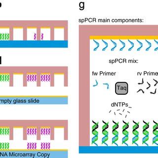 Toradh íomhá ar DNA Microarray Principle