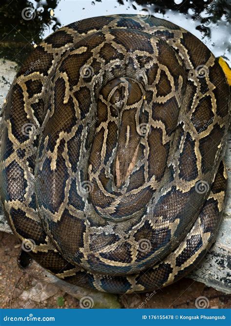 Image result for Snake Curl Up Python