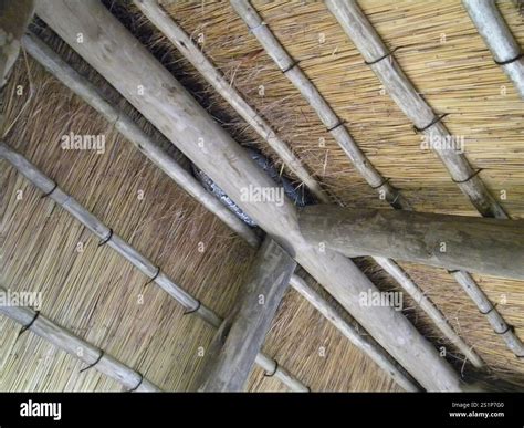 Image result for Python Natalensis