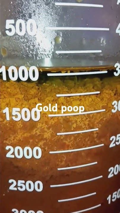 Image result for Pop It Trading How to Get the Gold Poop