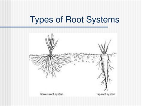 Image result for Different Types of Root Systems