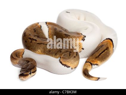 Pinstripe Royal Python に対する画像結果