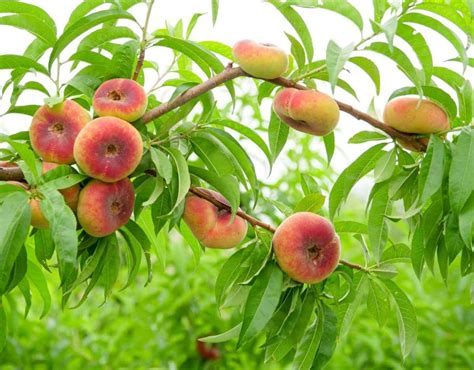 Peche Nectarine के लिए छवि परिणाम