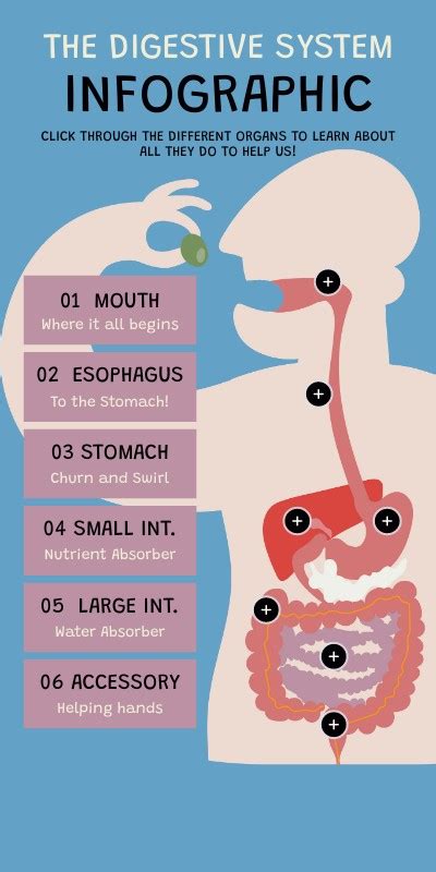 Image result for Digestive System Infographic