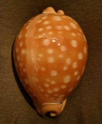 Image result for Most Rare Sea Shells