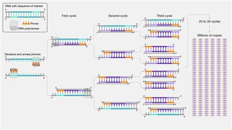 Afbeeldingsresultaten voor PCR Method