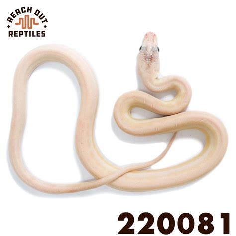 Image result for Ivory Reticulated Python