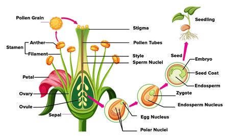 Afbeeldingsresultaten voor Pollination Diagram Very Easy